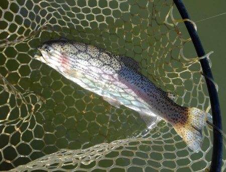 大安トラウトレイク 釣果